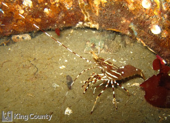 Photo of Pandalus platyceros